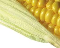 Does corn turn into sugar?