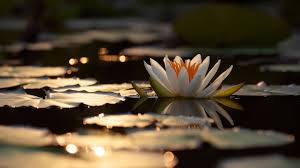 a white lily flower floating on water