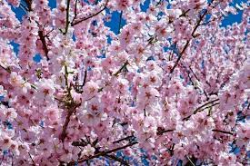 Gli alberi da giardino sono elementi fondamentali di ogni angolo verde; Alberi In Fiore In Primavera