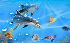50 free live dolphin wallpaper