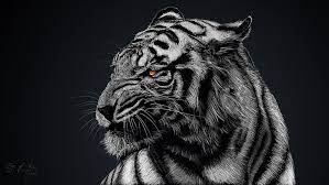 tiger 1080p 2k 4k 5k hd wallpapers