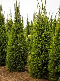 This tree should only be grown in full sunlight. Columnar Norway Spruce Picea Abies Cupressina Kaspar Nursery