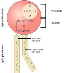 Phospholipid Bilayer Lipid Bilayer Structures Functions