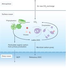 marine carbon cycle