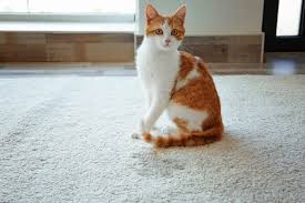 your cat is ing on the carpet