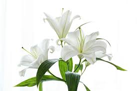 38,629 White Lilies Photos - Free & Royalty-Free Stock Photos from  Dreamstime