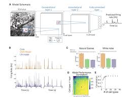 Deciphering Nature's Secrets: Stanford Researchers Unveil Breakthrough Model on Visual Perception - 1