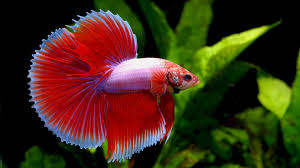 fighting fish wallpapers wallpaper cave