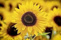 What is the biblical meaning of sunflowers?
