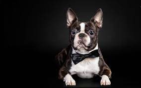10 boston terrier hd wallpapers and