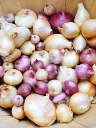 Harvesting And Curing Onions