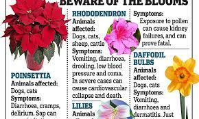 The Garden Flowers That Can Kill Your