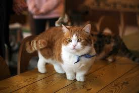 They are bred for lovable personalities, and munchkins come in all colors they have the long silky plush coat of the persian and the open doll face expression. 8 Insanely Adorable Munchkin Cat Breeds How To Care For Them