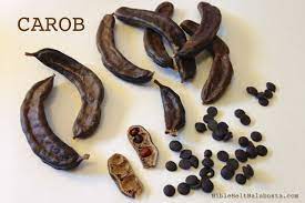 The ripe dried pods can be ground. Carob For Tu B Shevat Show And Tell Bible Belt Balabusta