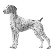 His ears will hang low and may have a soft fur covering. German Shorthaired Pointer Dog Breed Information
