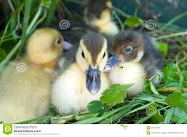 Group Of Baby Ducks Stock Photo Image Of Stockyard Duck