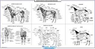 Massage Awareness Advanced Equine Massage Package Downloads