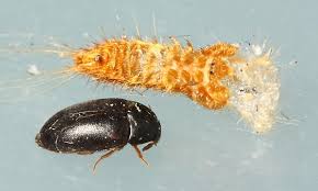black carpet beetle atenus