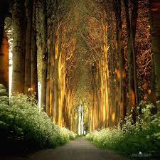 Explore quality nature background pictures, illustrations from top photographers. 30 Tree Tunnels That Will Take Your Breath Away Hongkiat Beautiful Nature Beautiful Places Tree Tunnel