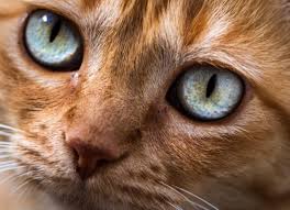 cat eye problems most common eye