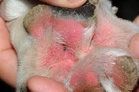 pyoderma in the dog today s