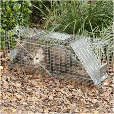 Check to see if there are any local or state regulations about trapping and releasing groundhogs in your area. How To Trap A Woodchuck In A Live Trap Arxiusarquitectura