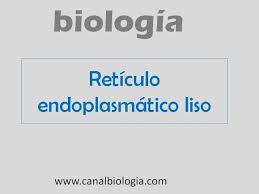 retículo endoplasmático liso you