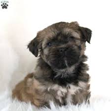 Shih tzu puppies are terrific. Havashu Puppies For Sale Greenfield Puppies