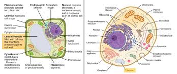 • cell structures that have a specific function and are surrounded by a membrane that are found in eukaryotes only. Vacuoles Structure Function Expii