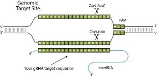 genome editing in plants with crispr cas9
