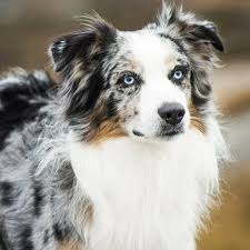 Your pet is part of the family, and should be treated as such. Australian Shepherd