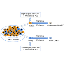 durable remission to car t