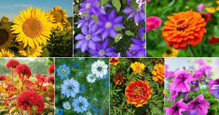 21 Best Flowers To Plant In Summer