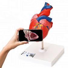 Anatomy is subdivided into gross anatomy and microscopic anatomy. 3b Smart Anatomy Simulation Und Kompetenztraining Fur Die Medizinische Ausbildung 3b Scientific