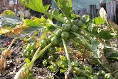 Can you grow brussel sprouts in pots?
