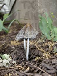 mushrooms in the garden beds texas