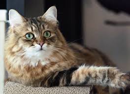 siberian cat breed health and care petmd