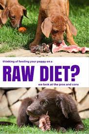 the pros and cons of raw feeding for dogs