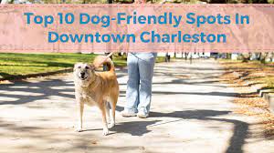 top dog friendly spots in downtown