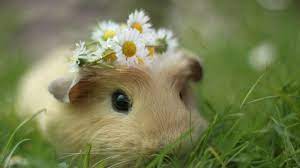 guinea pig wallpapers top free guinea