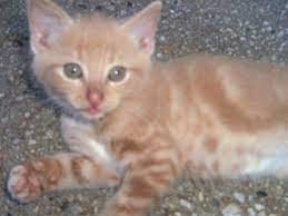 He is a sweet boy that loves feather toys, balls, sleeping by his human and. Ginger Kitten For Sale
