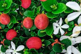 how to grow and care for natal plum