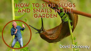 egg ss to stop slugs and snails