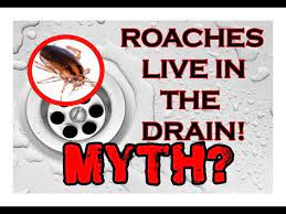 roaches live in the drain myth
