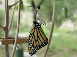 It is a craft that kids can do (or help with) using plastic pony. Part One How To Raise Monarch Butterflies At Home Texas Butterfly Ranch