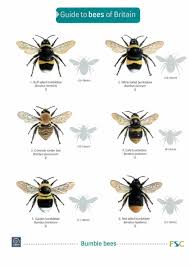 Fsc Guide To Bees Of Britain Bee Identification British