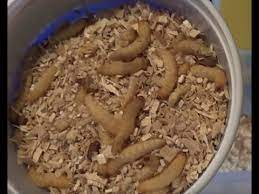 how to breed waxworms you