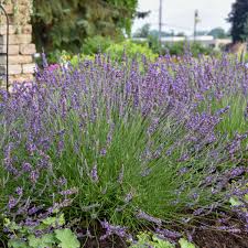 Lavender Which One To Grow How And