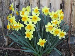 easy bulbs for spring color the
