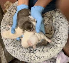 She said it was from where the mother dog chewed off the umbilical cord. Birth Of Puppies Mar Vista Animal Medical Center